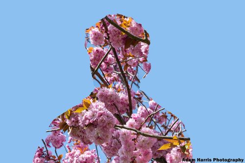 Flower Portrait 1