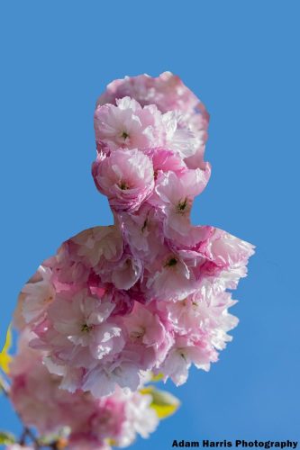 Flower Portrait 2